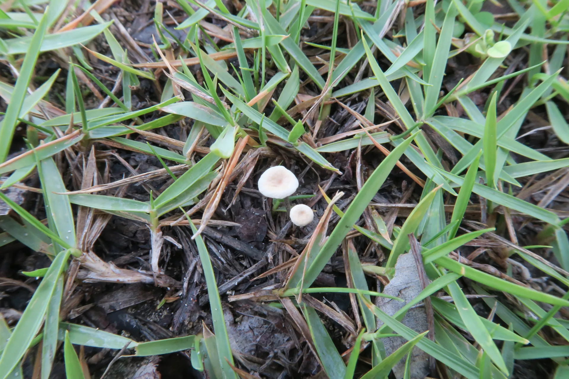 Marasmiellus graminis - 1 - IMG_0442